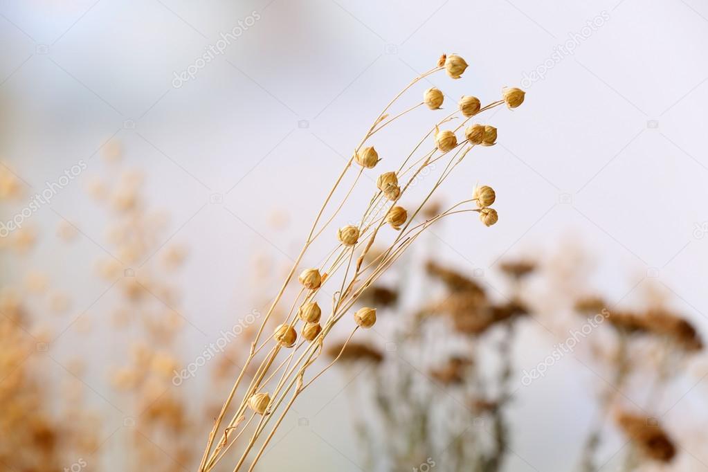 Dried wildflowers on light background Stock Photo by ©belchonock